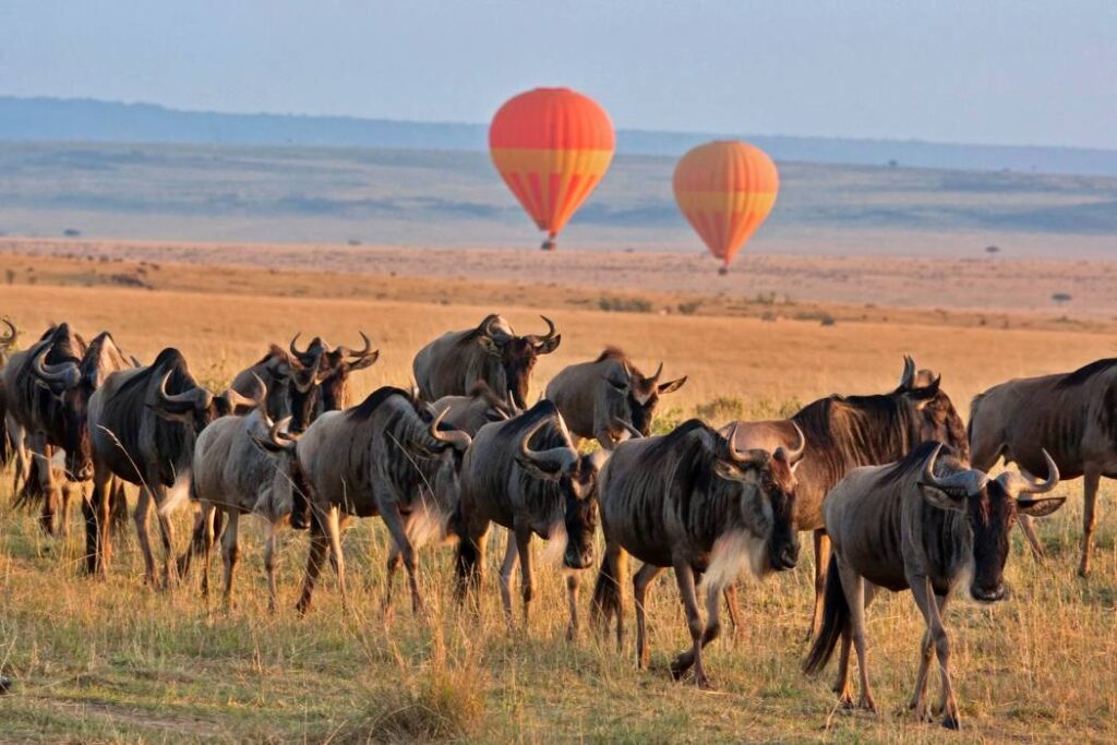 African safari animals and landscape adventure