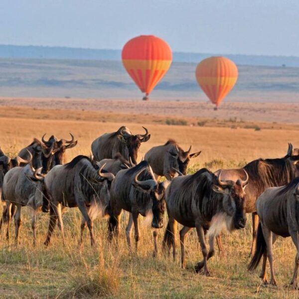 African safari animals and landscape adventure