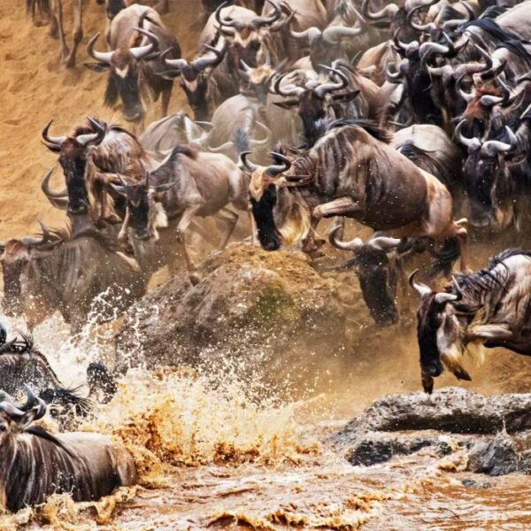 The Serengeti vs. Maasai Mara: Where to Find the Best Safari Experience