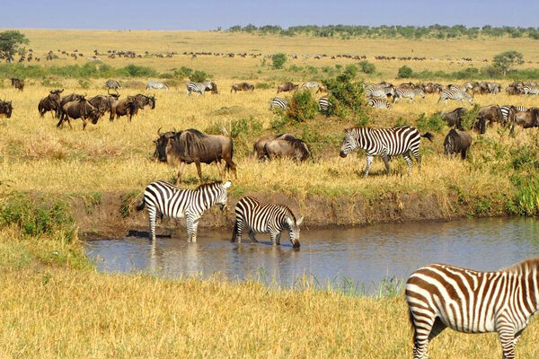 best Kenya safari operators