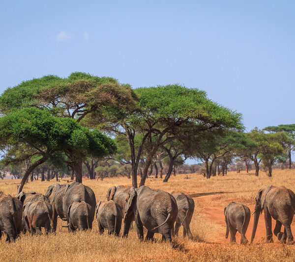 Elephant herd in Tarangire National Park, Tanzania