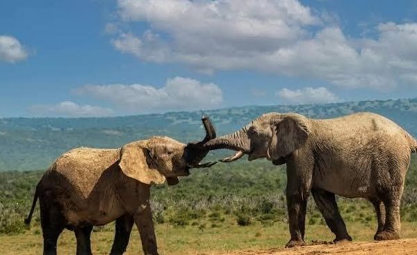 Kenya Safari During the Short Rains