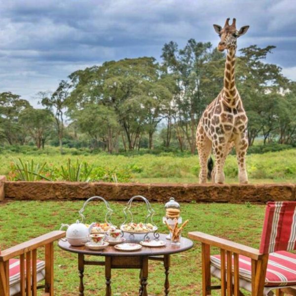 Refresh Your Idea of an African Safari